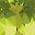Peridot
