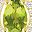 Peridot