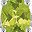Peridot