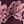 Plum Estele Floral
