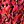 Red Floral