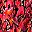 Red Floral