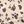Ivory Leopard