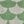 Green Pink