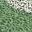 Camel Green