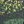 Dark Green Multi
