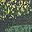 Dark Green Multi