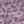 Boysenberry