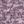 Boysenberry