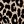 Khaki Classic Cheetah
