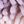 Pink Purple