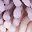 Pink Purple