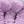 Purple Bunny Pink Pig