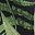 Green Leaf