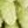 Green Leaf