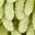 Yellow Green Leaf