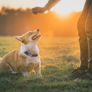 Dog Collar, Soft PU Durable Heavy Duty with Quick Release Metal Buckle, Puppy, Adjustable for Dogs