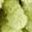 Green Leaf Solid White