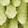 Green Leaf Dark Green