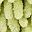 Green Leaf Light Green