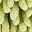 Green Leaf Yellow