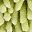 Green Leaf Pineapple