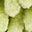 Green Green Leaf