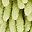 Yellow Green Leaf