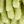 Green Green Leaf