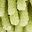 Green Green Leaf