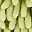 Grey Green Leaf