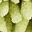 Green Leaf Beige