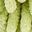 Green Leaf Green