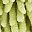 Green Leaf Pineapple