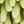 Brown Green Leaf