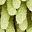 Brown Green Leaf