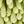 Green Green Leaf