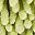 Green Green Leaf