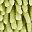 Grey Green Leaf