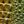 Rainbow Green