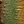 Rainbow Brown