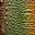 Rainbow Brown