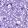 Purple Lily Ivory