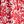 Red Ivory Coral