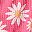 Pink Large Daisy