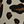 Linen Leopard