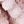 Light Pink Rabbit
