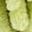 Green Leaf Pink
