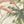 Ivory Green