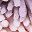 Purple Pink